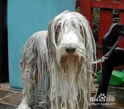 犬主必知寵物狗洗澡方法