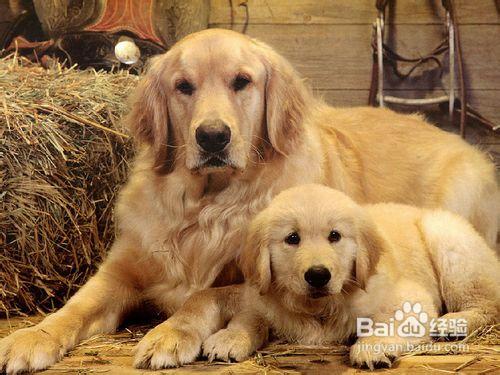 金毛好養嗎金毛犬怎麼養