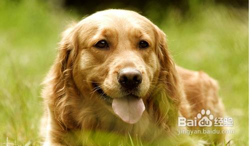 金毛好養嗎金毛犬怎麼養