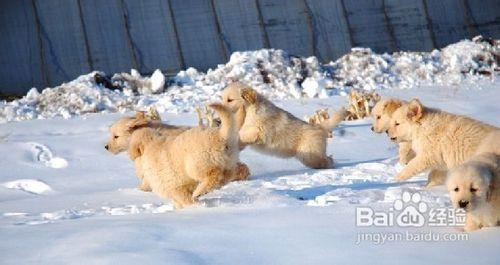 現在金毛打狂犬疫苗5次變3次了