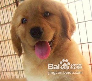 現在金毛打狂犬疫苗5次變3次了