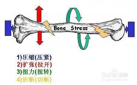 成年人還能長高嗎