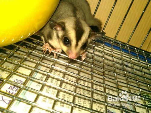 飼養蜜袋鼯一般給喂什麼食物好？