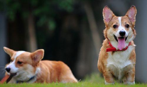 柯基犬怎樣美容