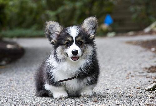 柯基犬日常飼養及護理