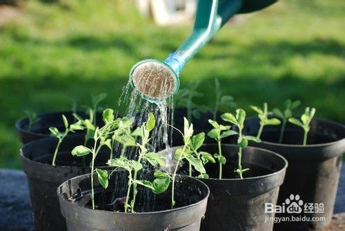 給花卉澆水的學問