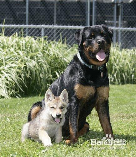 成年母羅威納犬的飼養