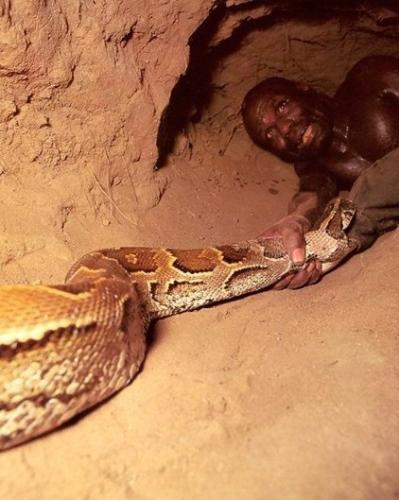 春天來了，蛇已出洞，非洲兄弟教你怎麼抓蛇