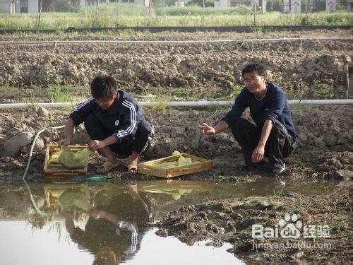 南美白對蝦淡水雙茬養殖技術