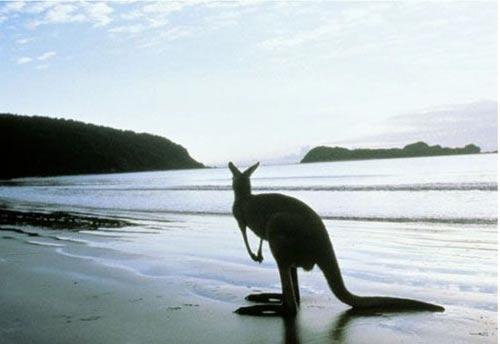 澳大利亞旅遊袋鼠島看奇石攻略