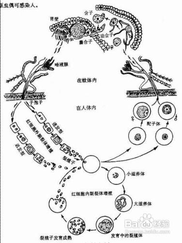 防治瘧疾的知識