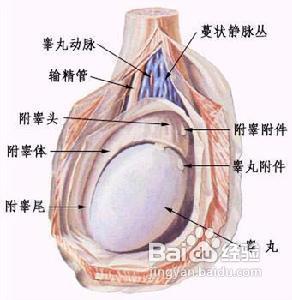 預防睪丸炎的日常飲食療法
