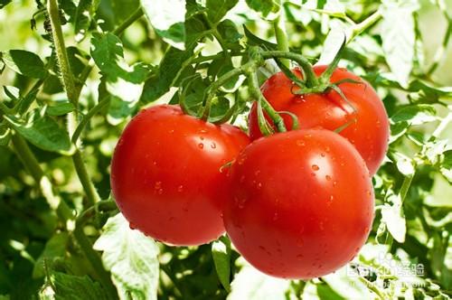 養生小百科：【5】西紅柿的飲食禁忌
