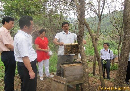 農村創業夏季怎樣養殖蜜蜂