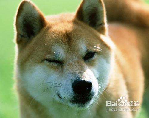 怎麼養秋田犬