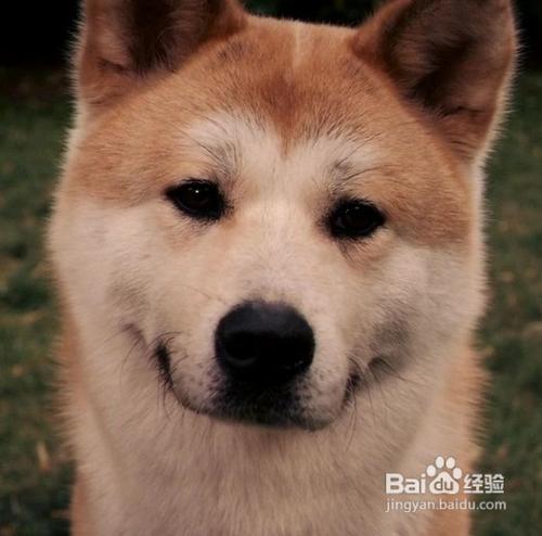 怎麼養秋田犬