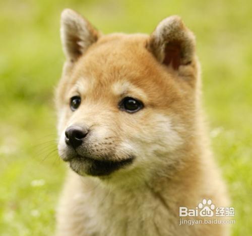 怎麼養秋田犬