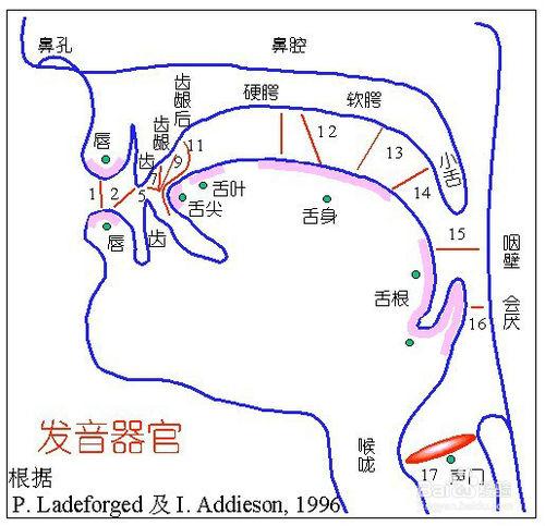 如何提軟鄂（偽聲必備）