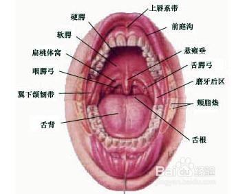 如何提軟鄂（偽聲必備）