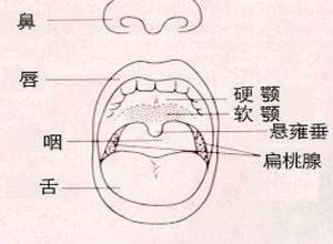 如何提軟鄂（偽聲必備）