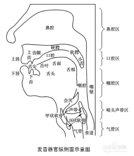 如何提軟鄂（偽聲必備）