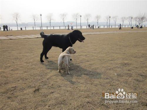 對付拉布拉多犬掉毛的七種病症的治療法