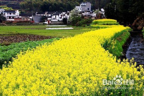 婺源遊玩專案、遊玩線路推薦