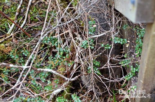 澳洲遊記：[7]世界遺產搖籃山