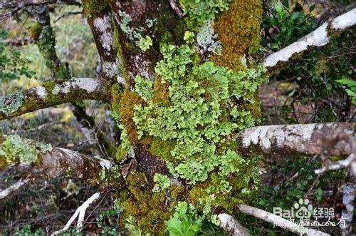 澳洲遊記：[7]世界遺產搖籃山