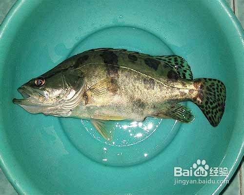 釣魚教學之怎樣用手竿釣鱖魚