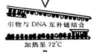 聚合酶鏈式反應（PCR)