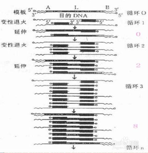 聚合酶鏈式反應（PCR)