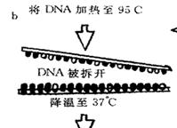 聚合酶鏈式反應（PCR)