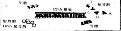 聚合酶鏈式反應（PCR)