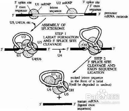 mRNA前體的加工過程有哪些步驟
