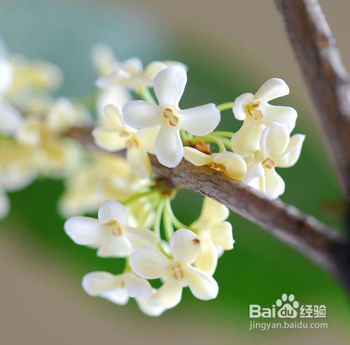 桂花樹無土盆栽的六個技術環節