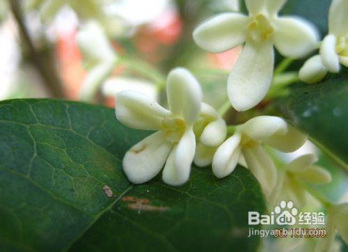 桂花樹無土盆栽的六個技術環節