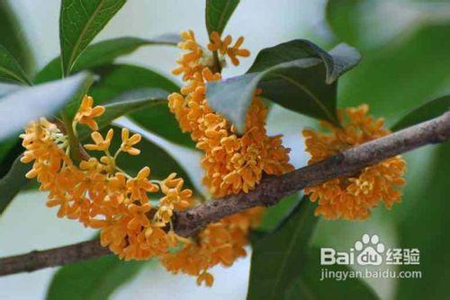 桂花樹無土盆栽的六個技術環節