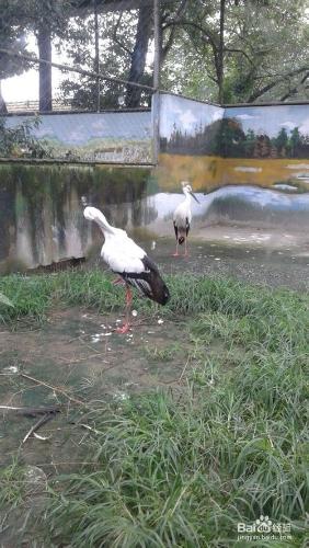 成都動物園旅遊攻略