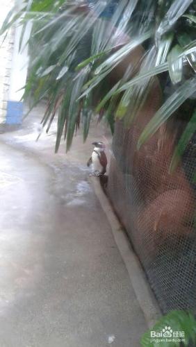 成都動物園旅遊攻略