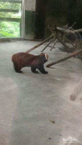 成都動物園旅遊攻略