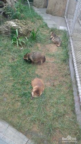 成都動物園旅遊攻略