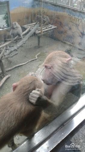 成都動物園旅遊攻略