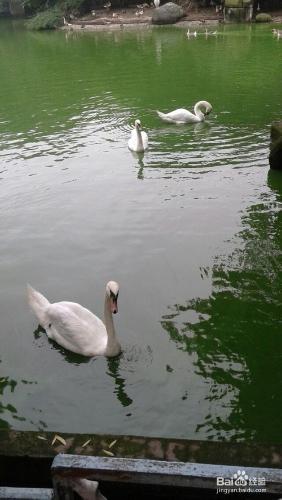 成都動物園旅遊攻略