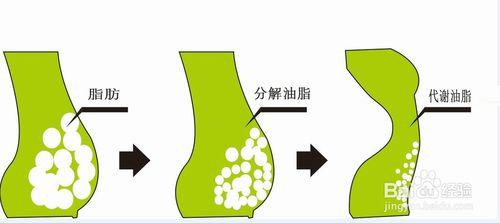 栗子皮芒刺消耗油脂快速減肥的小妙招