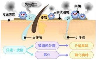 狐臭會傳染嗎