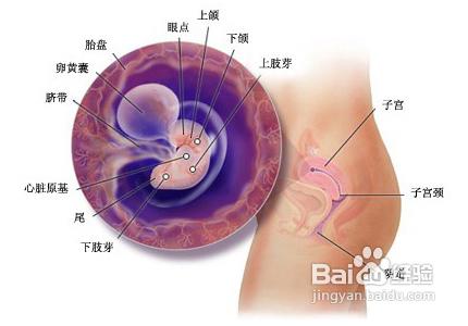 懷孕頭3個月要避免哪些藥