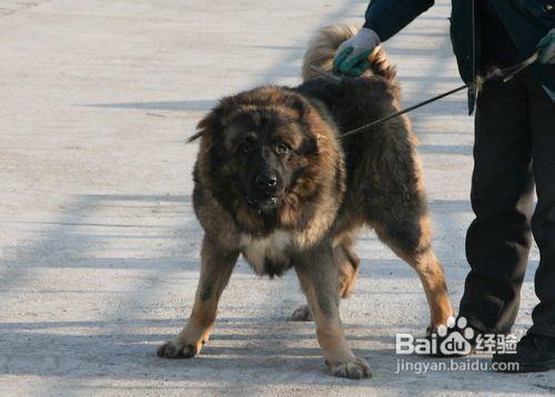 高加索犬多少錢