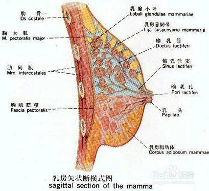 怎樣治療乳腺增生