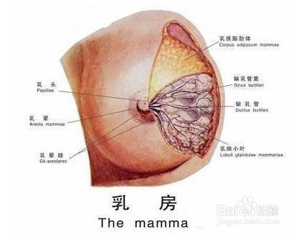 怎樣治療乳腺增生